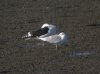 Larus sp. at Hole Haven Creek (Steve Arlow) (134724 bytes)